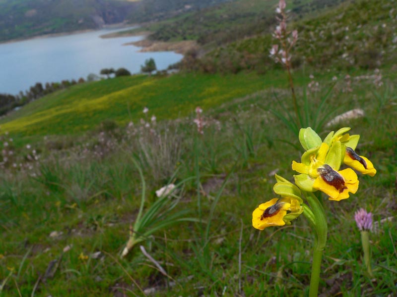 Gruppo Ophrys lutea